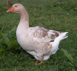 American buff goose